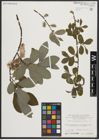 Foto von Salix appendiculata Vill.